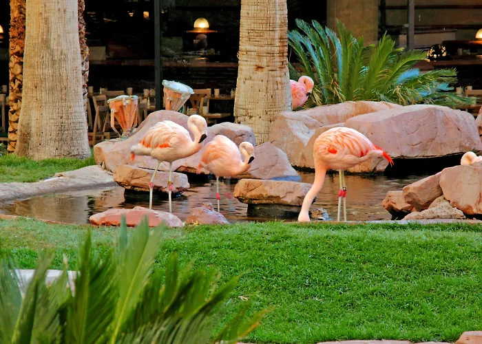 Flamingo Las Vegas Hotel & Casino